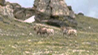 Herd of Bighorn