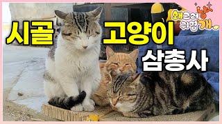 마을을 누비고 다니는 고양이 3마리! 그 와중에 길고양이들에게 고기 뺏겨서 할머니 속상│#왜그러냥귀엽개