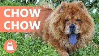 Raza de Perro CHOW CHOW - Características, Carácter y Cuidados