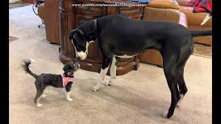 Gentle Great Dane Has Fun With Her New 6 lb  / 2 kg Puppy Friend