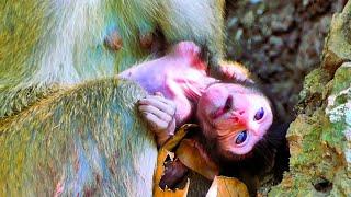 The young mother monkey has no milk, The baby monkey becomes extremely weak