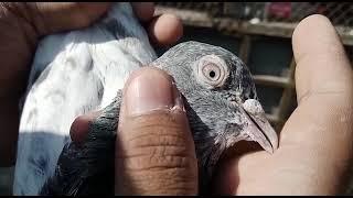 Kasuri Golden Kabootar Lajawab Kabootar || Syed Pigeons Officials