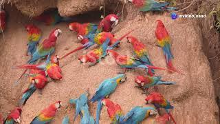 Macaw Breeding in wild!