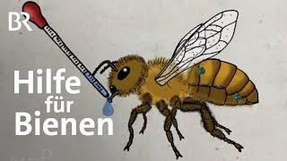 Bienensterben: Was hilft gegen die tödlichen Varroa-Milben | Gut zu wissen | BR