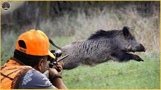 How Do American Hunters Deal With Millions Of Wild Boars With Guns And Bows? | Wild Boar Hunting