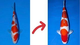 How To Grow Koi Fish FAST !