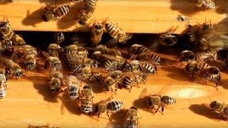 Washboard Movement of Honey Bees (Example and Explanation)