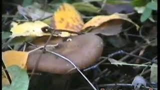 Прогулка по лесу возле областной больницы. Тобольск, осень 1996 года.