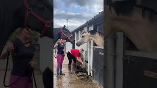 ANGRY HORSE! GELDING V STALLION 