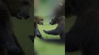 Epic Wildlife Battle: Bears vs Wolves Over a Carcass