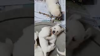 리트리버 대한이의 성장 스토리 #강아지일상 #retriever #성장일기 #꼬물이들