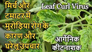 मिर्च और टमाटर में मुरोड़िया रोग के कारण और घरेलू उपचार | Leaf Curl Virus Attack and Control Hindi