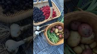 Amazing harvest! #gardenharvest #harvest #raspberry #harvest #backyardgarden #harvesttime #harvester