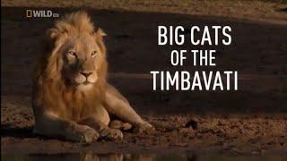 Our Planet Nature: Lions Hunting Animals Nat Geo Wild National Geographic Documentary HD 2020