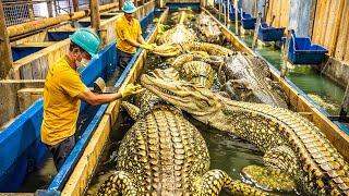 How China is Farming Millions of Crocodiles for Meat | HOW IT'S MADE