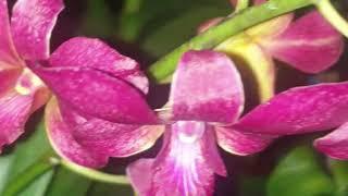 Beberapa Koleksi Taman Orchid yang sedang Knop dan Berbunga