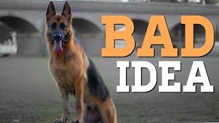 Why a German Shepherd is not for you