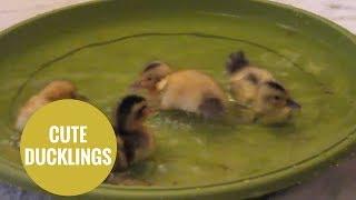 Cute little ducklings take their first swim