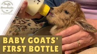 Baby Goats' First Bottle