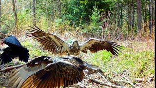 A Study In Size: Common Raven, Turkey Vulture, Bald Eagle, American Crow