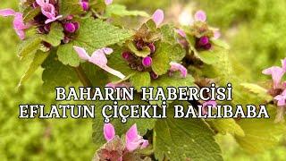 Baharın Habercisi Eflatun Çiçekli Ballıbaba - Lamium purpureum