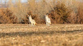 Using Coyote Vocals for Breeding Season Coyotes | The Last Stand S2:E9