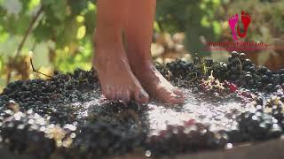 Stomping Grapes to make Wine