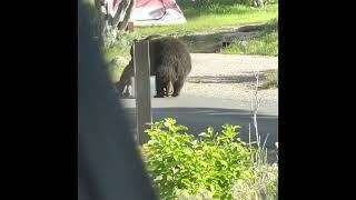 Grizzly Bear kills Elk at Yellowstone National Park