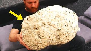 Man Thought He Found A Hornet’s Nest — But Then An Expert Tells Him This