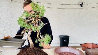 Secrets of Juniper Bonsai Repotting Process