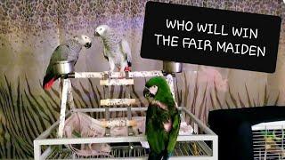 WHO WILL PRINCESS MOJO THE AFRICAN GREY PARROT CHOOSE?