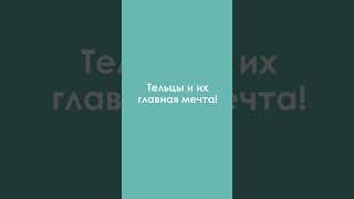 Типичный Телец#shorts #джйотиш #юмор #знакизодиака #телец #астрология