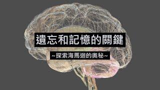 遺忘和記憶的關鍵：探索海馬迴的奧秘