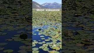 Море кувшинок #chill #nature #кувшинки #море #горы #черногория #озеро #природа #вода