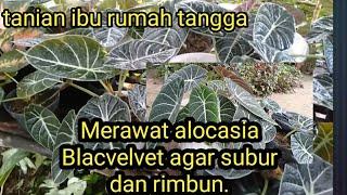 Cara merawat tanaman Alocasia Blacvelvet agar subur dan rimbun 2022.