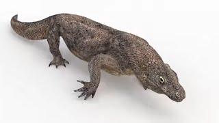 Animated Komodo Dragon 3d Model for Download | @PROmax3D