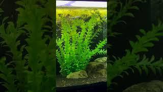 Fake Plants Harm Fish? #shorts #fishkeeper #fishtank #aquascape #aquarium #aquariumhobby #petfish