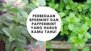 Perbedaan Spermint dan Pappermint yang Harus Kamu Tahu!