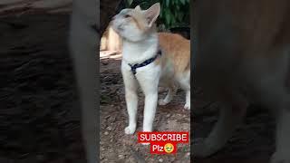 Isn't he cute  subscribe plz 