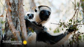 Indris: Largest Species of Lemur in the World  Madagascar: Africa's Galapagos | Smithsonian Channel