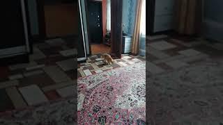 Что-то там нашла, но вам не покажу.