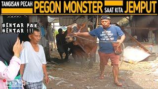 Rawat Selama Dua Tahun Tangis Ibu Pecah Saat Calon Sapi Qurban Pegon 1 Ton Super Kita Bawa Pulang !!