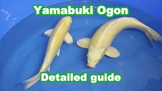 Yamabuki Ogon variety and selection [KOI GUIDE]