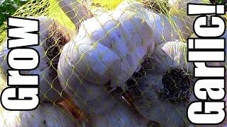 Growing Organic Garlic on the Cheap! (Frugal Gardening)