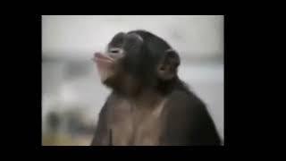 обезьяны поют уауауауаа 1 час