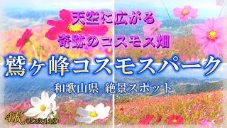 【鷲ヶ峰コスモスパーク】和歌山県絶景スポット