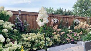 How To Train A Hydrangea Tree for Beginners + Garden Updates - September 1, 2021