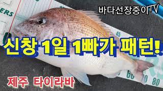 제주 신창 타이라바 핫 하다, 핫 해! 누구든 1일 1빠가 가능하다고!!~ 마지막 제주 빠가 시즌 달리세요! - jeju tairubber fishing. jeju skipper.