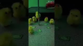 Chickens dancing