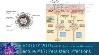 Virology 2015 Lecture #17: Persistent infections